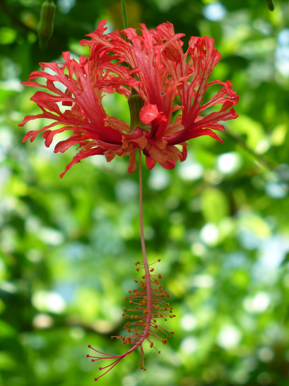 Japanese Lantern, Fringed Rose Mallow, Coral Hibiscus, Hibiscus schizopetalus