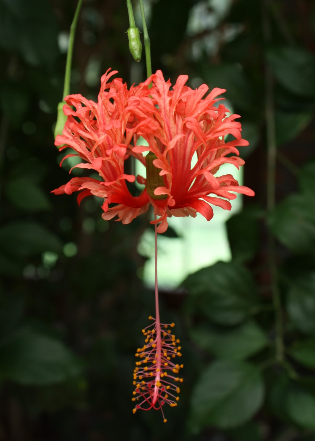 Japanese Lantern, Fringed Rose Mallow, Coral Hibiscus, Hibiscus schizopetalus