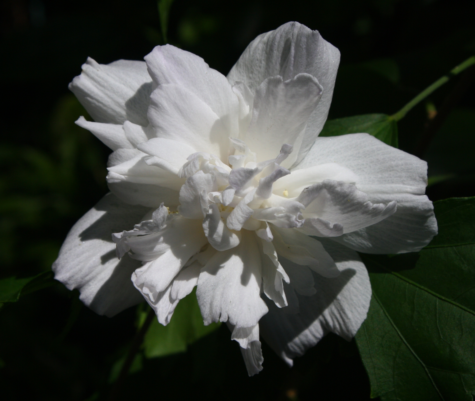 Double White Althea, Rose of Sharon