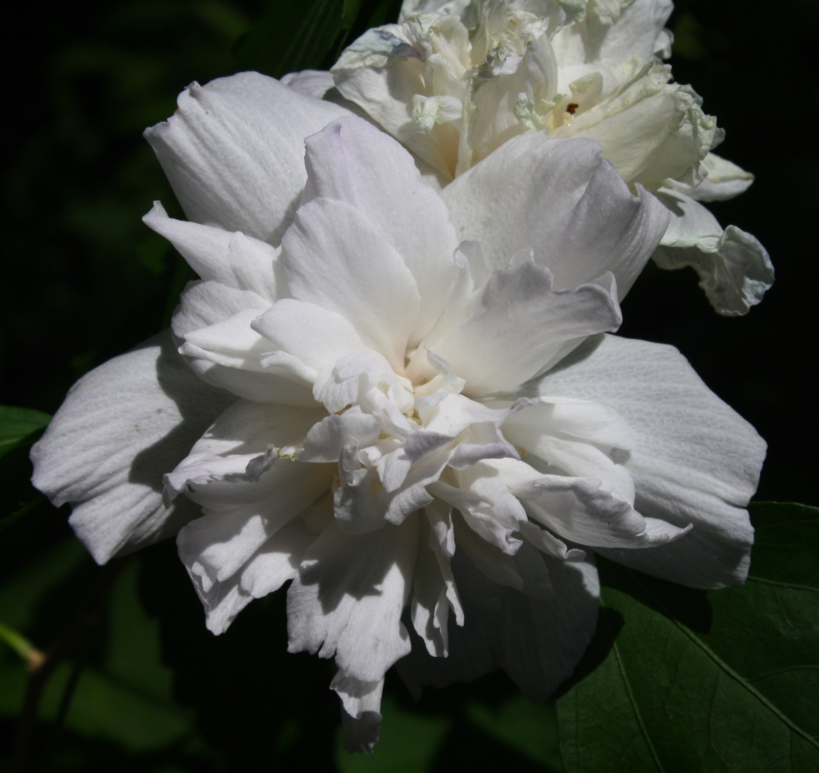 Double White Althea, Rose of Sharon