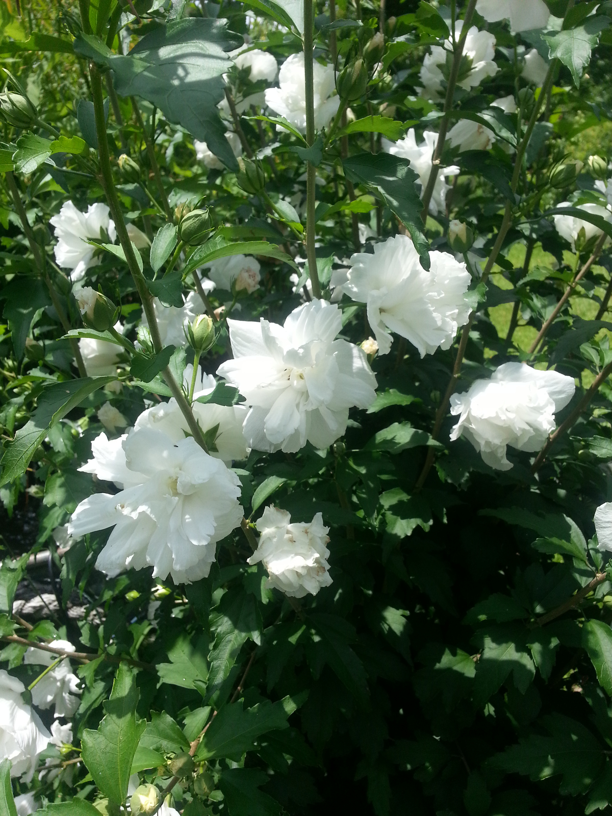 Double White Althea, Rose of Sharon