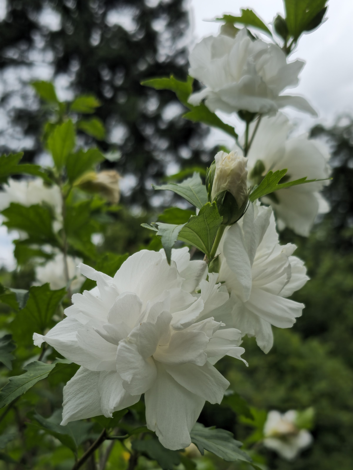 Double White Althea, Rose of Sharon