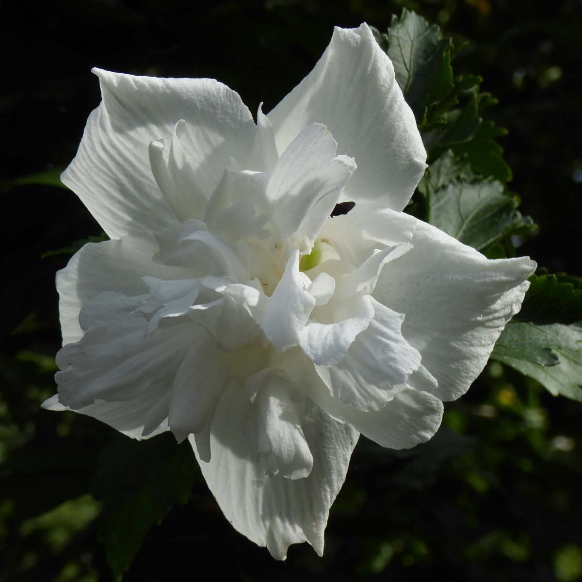 Double White Althea, Rose of Sharon