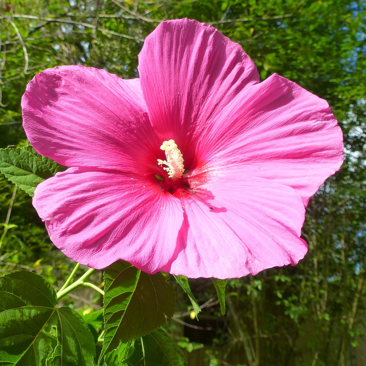 Pink Flare Perennial Hibiscus, Hardy Hibiscus