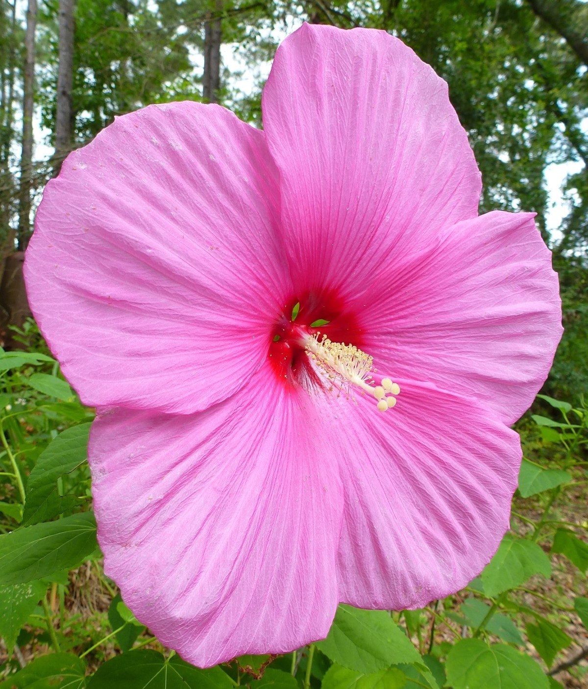 Pink Flare Perennial Hibiscus, Hardy Hibiscus