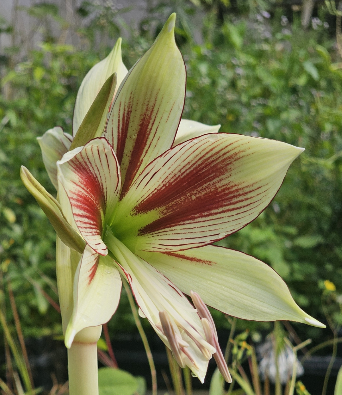 Butterfly Amaryllis