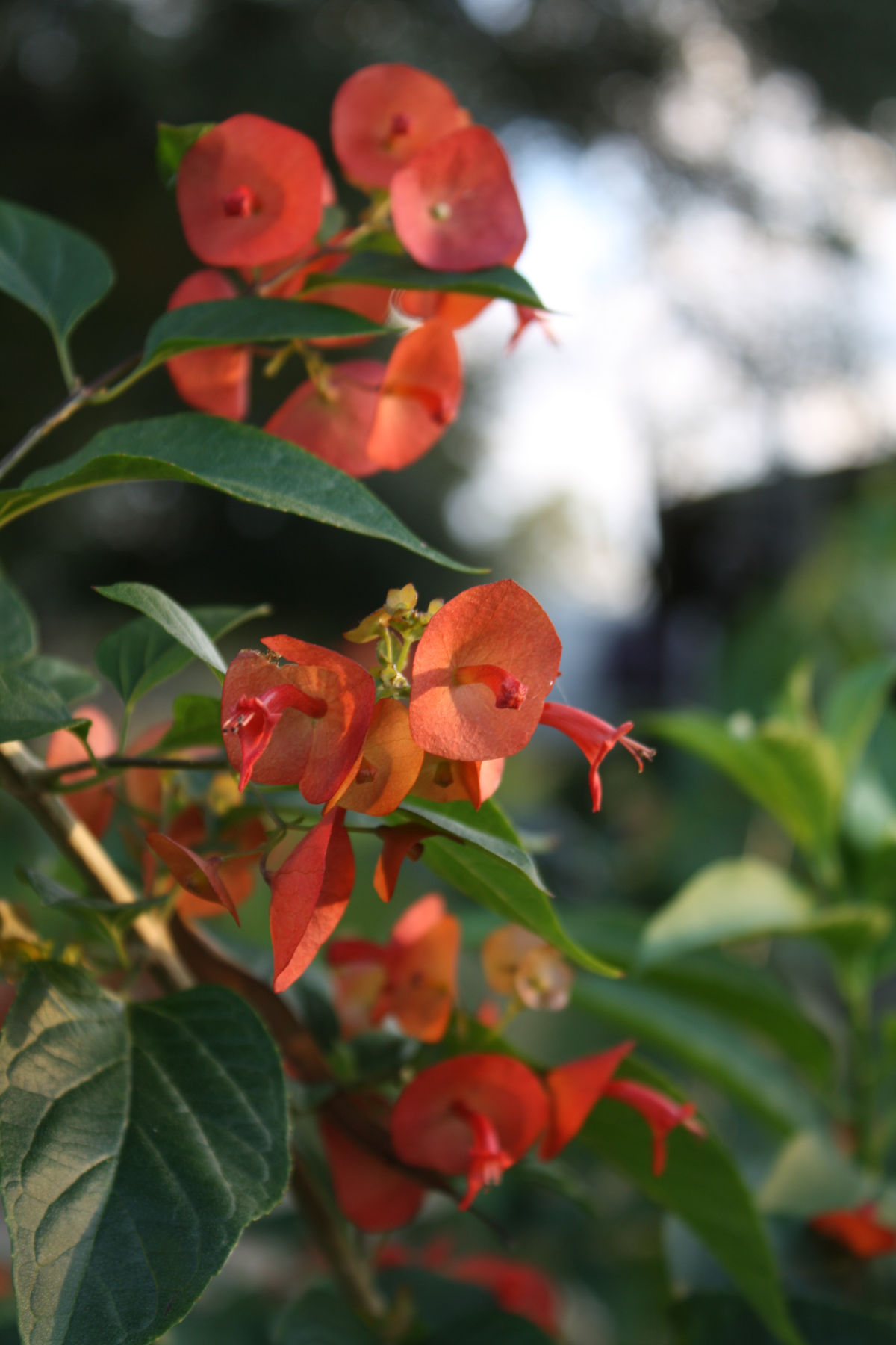 Orange Chinese Hat Plant, Cup and Saucer Plant, Parasol Flower