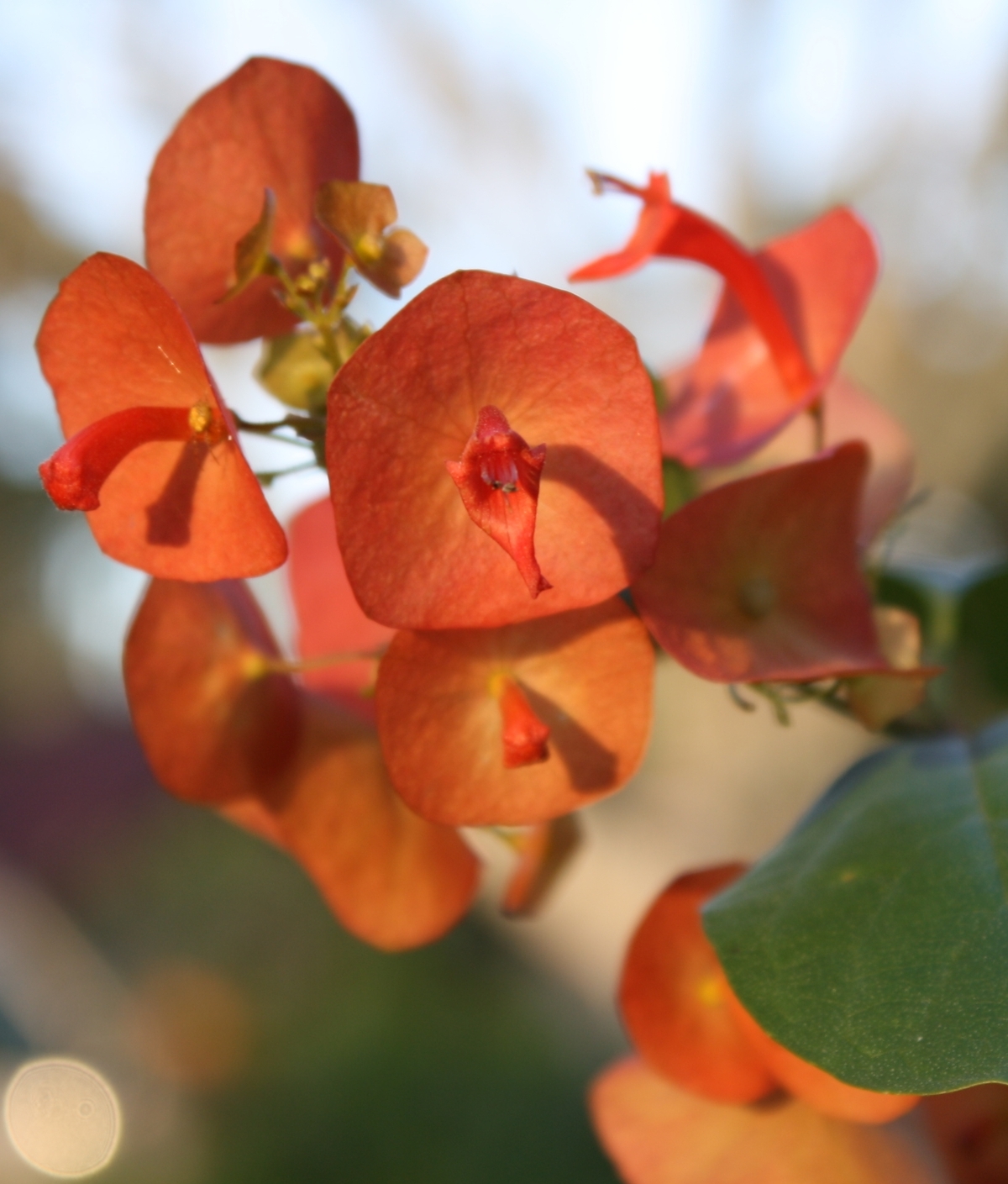 Orange Chinese Hat Plant, Cup and Saucer Plant, Parasol Flower