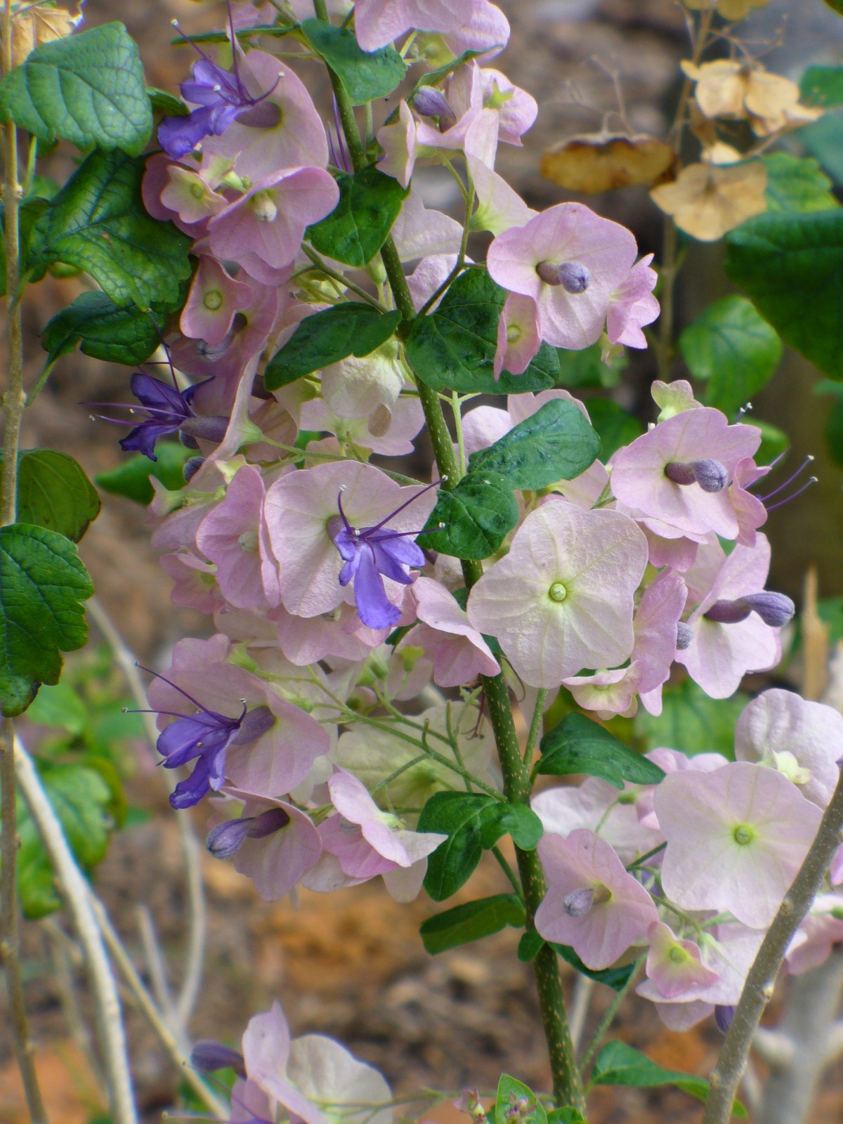 Purple Chinese Hat, Tahitian Hat Plant, Northern Chinese Hats