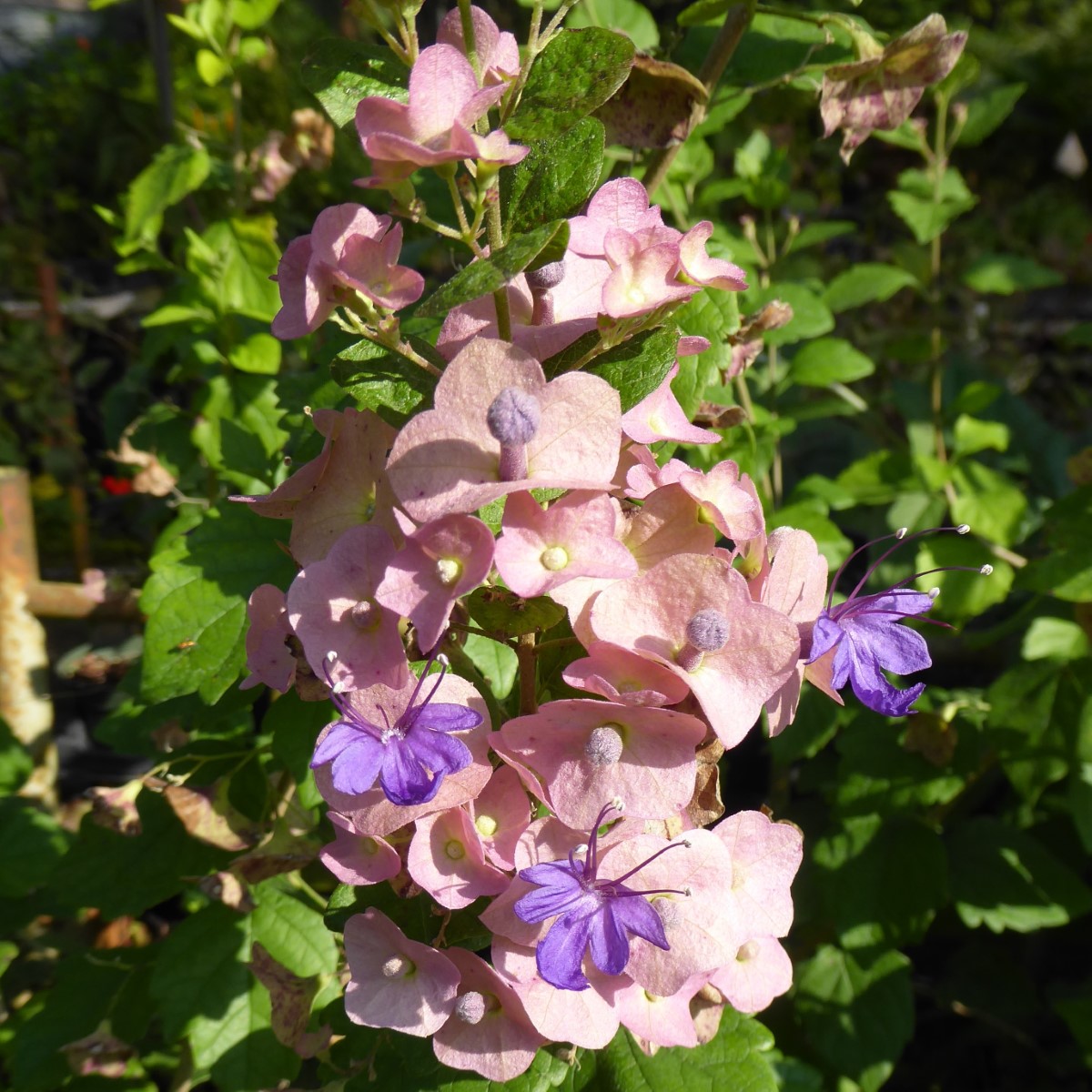 Purple Chinese Hat, Tahitian Hat Plant, Northern Chinese Hats