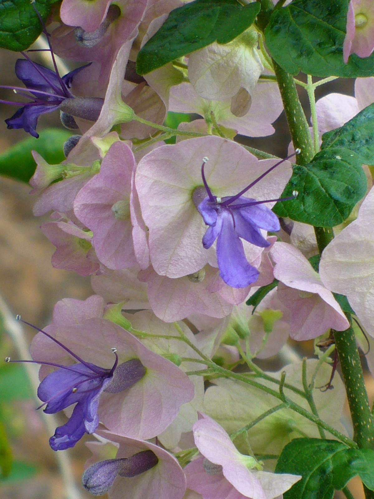 Purple Chinese Hat, Tahitian Hat Plant, Northern Chinese Hats