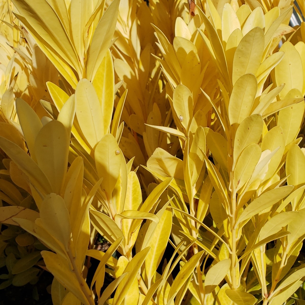 Florida Sunshine Anise, Yellow Anisetree