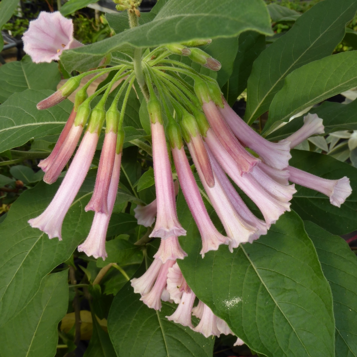 Pretty In Pink Iochroma, Tubeflower, Mini-Angels Trumpet