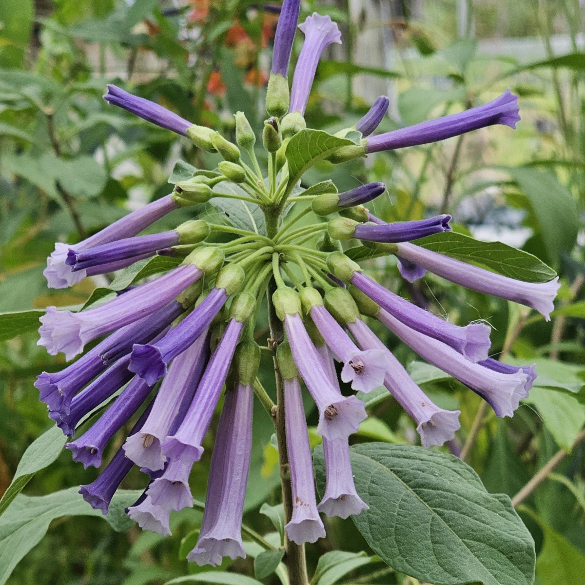 Sky King Iochroma, Tubeflower, Mini Angel's Trumpet