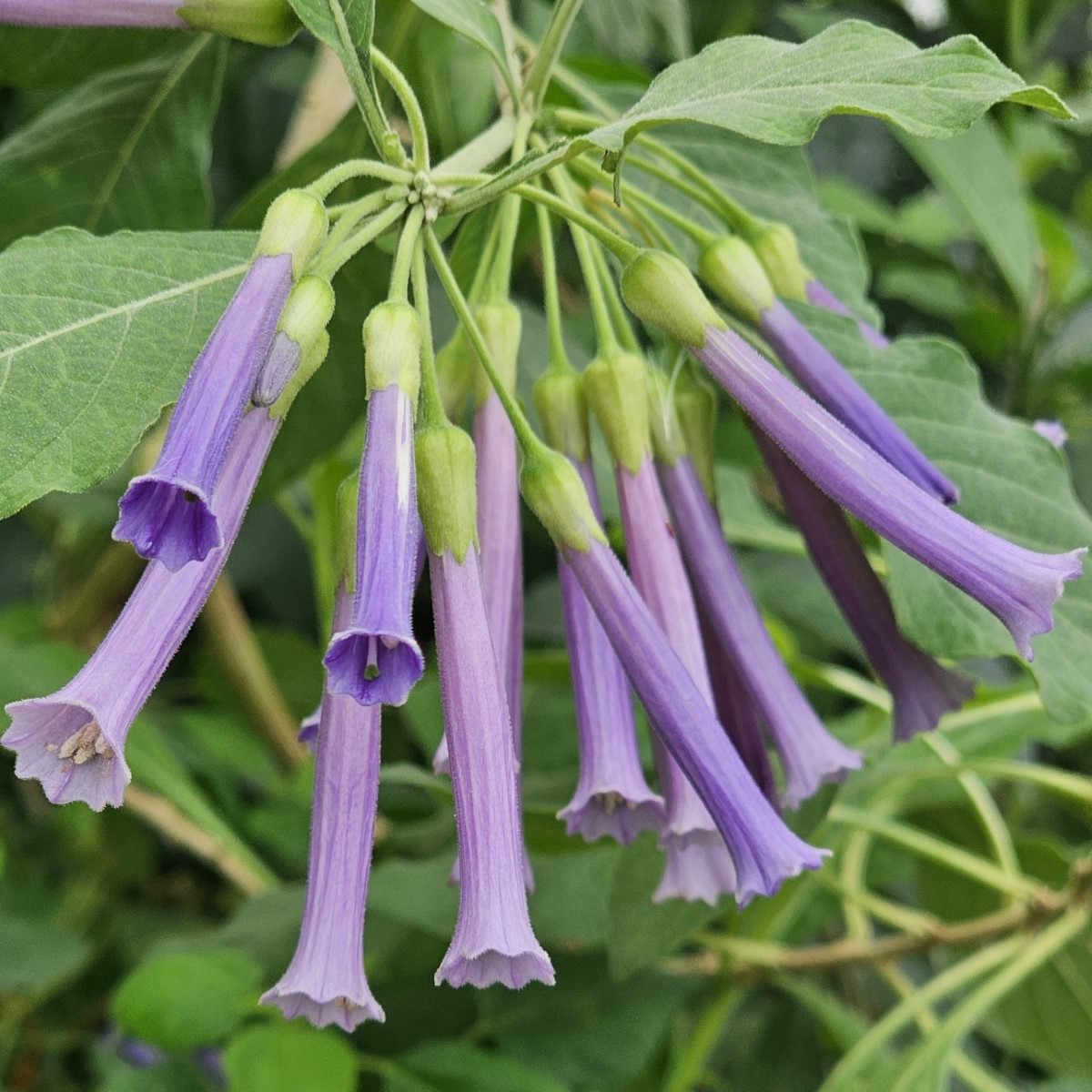 Sky King Iochroma, Tubeflower, Mini Angel's Trumpet