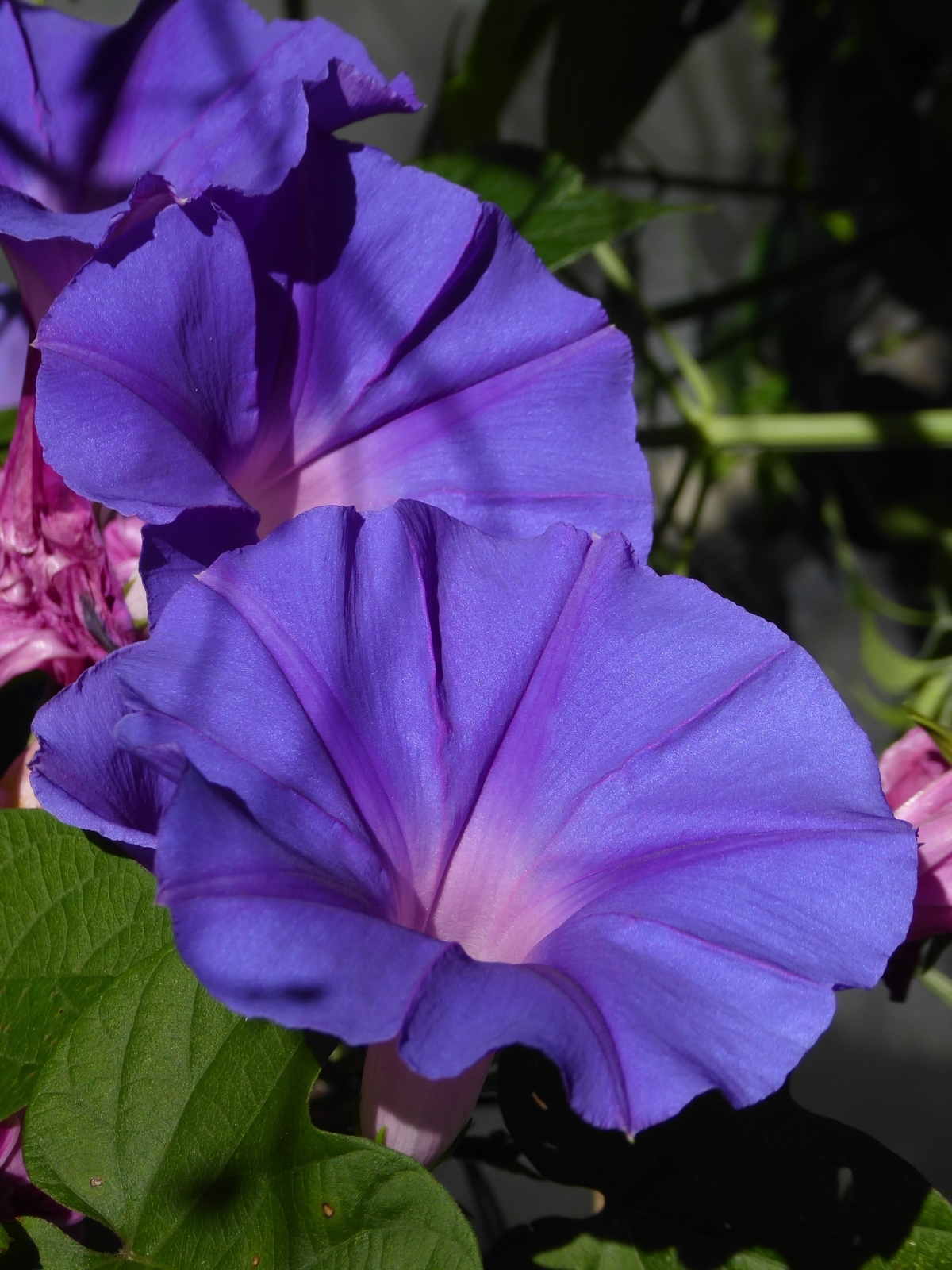 Ocean-Blue Morning Glory, Blue Morning Glory, Blue Dawnflower, Island Morning Glory