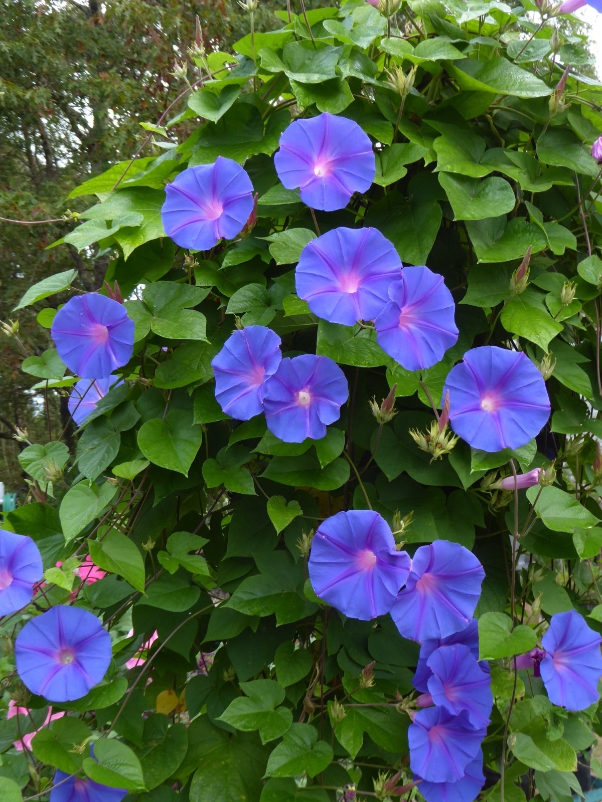 Ocean-Blue Morning Glory, Blue Morning Glory, Blue Dawnflower, Island Morning Glory