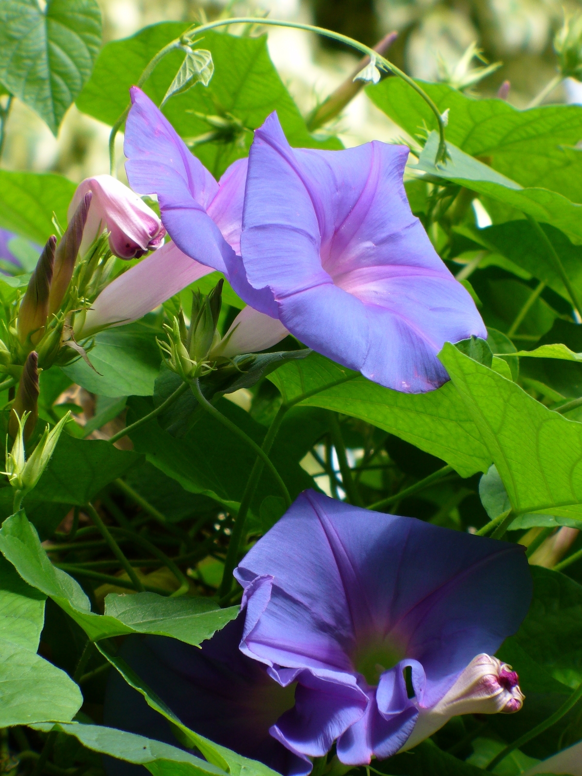 Ocean-Blue Morning Glory, Blue Morning Glory, Blue Dawnflower, Island Morning Glory