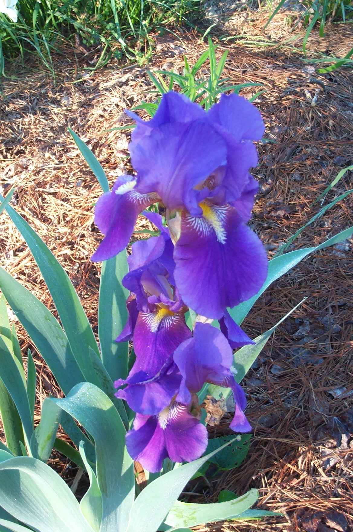 Bobbie's Old Fashioned Purple Bearded Iris, German Iris