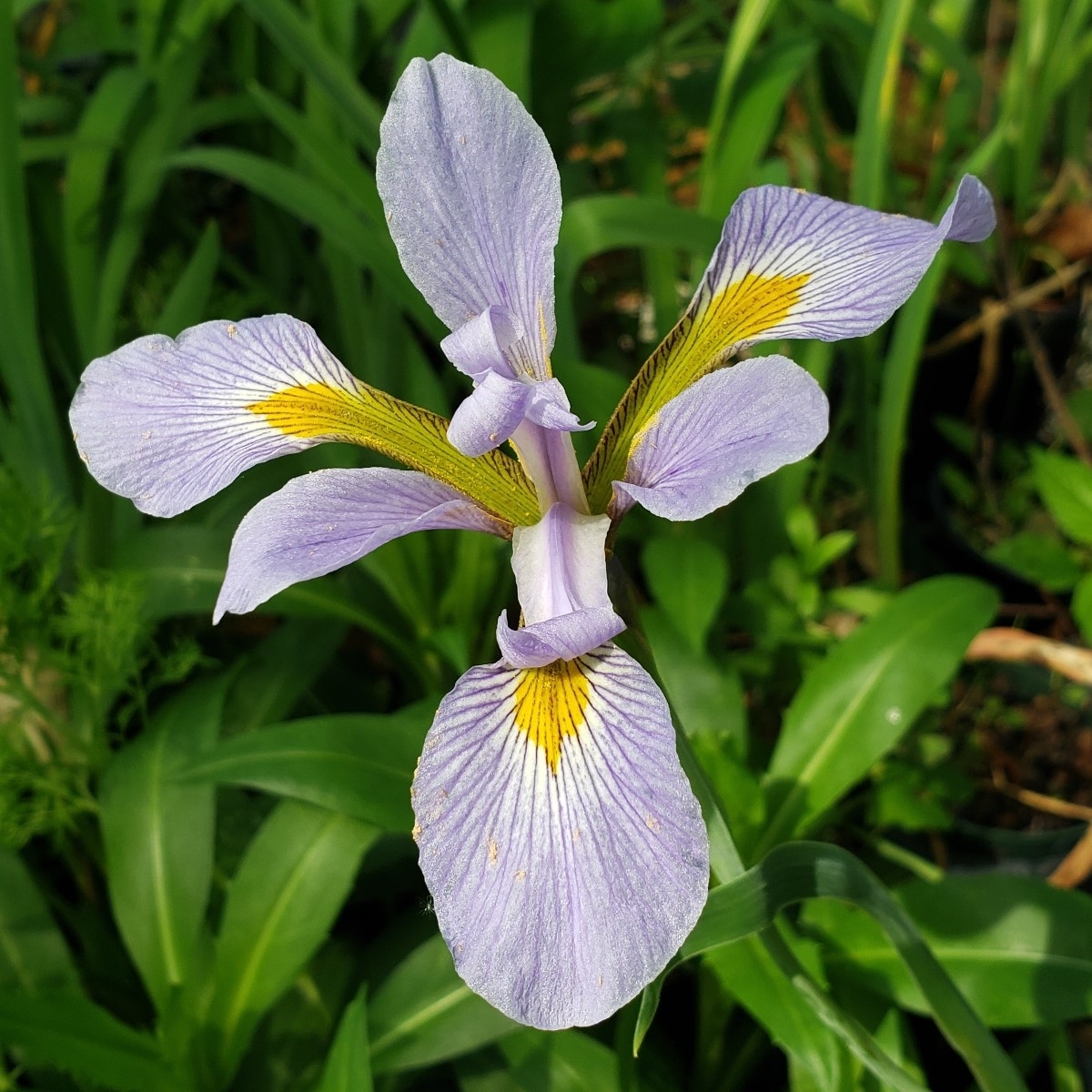 Southern Blue Flag Iris, Great Blue Flag, Virginia Iris ,La Iris ?