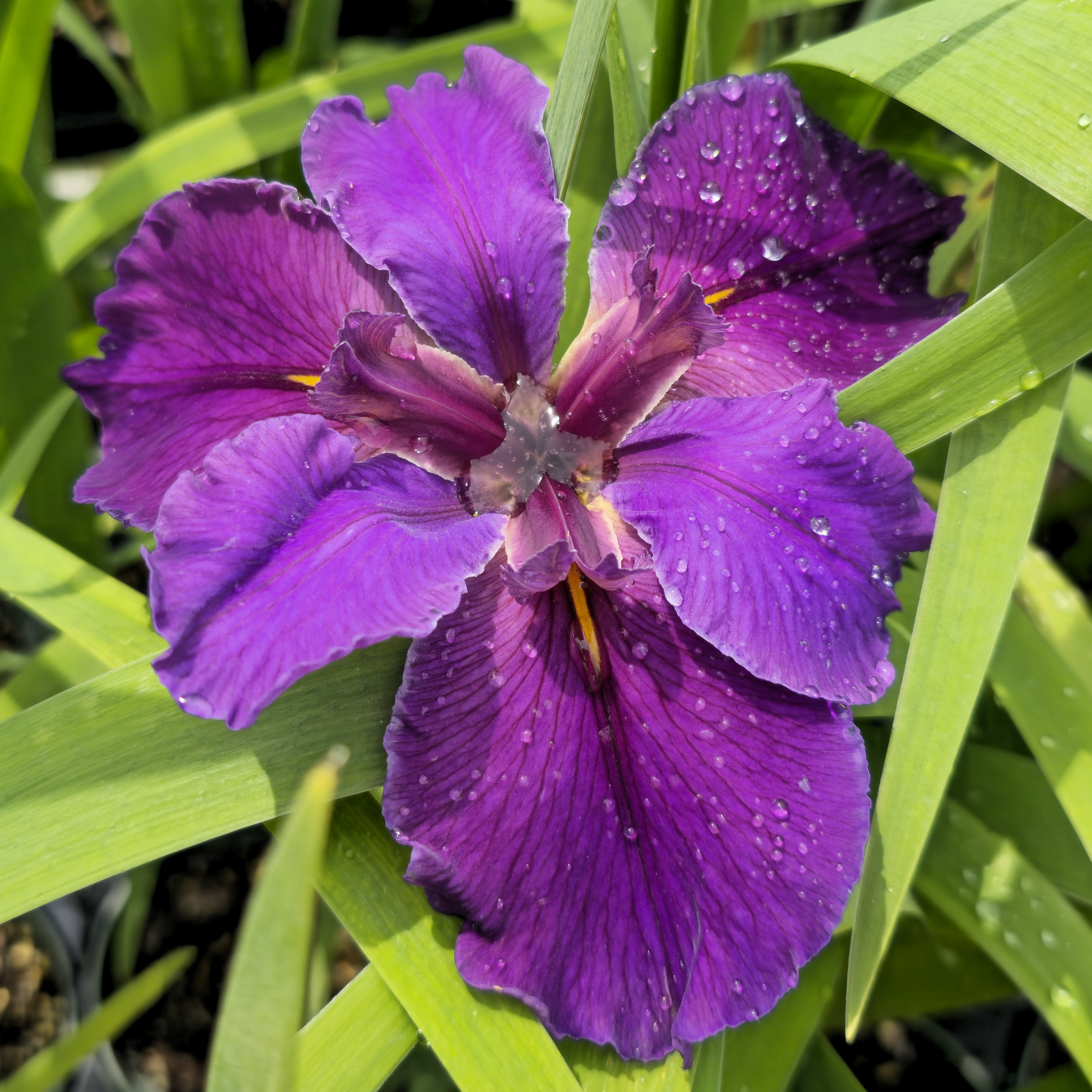 Rocky Hunt Louisiana Iris