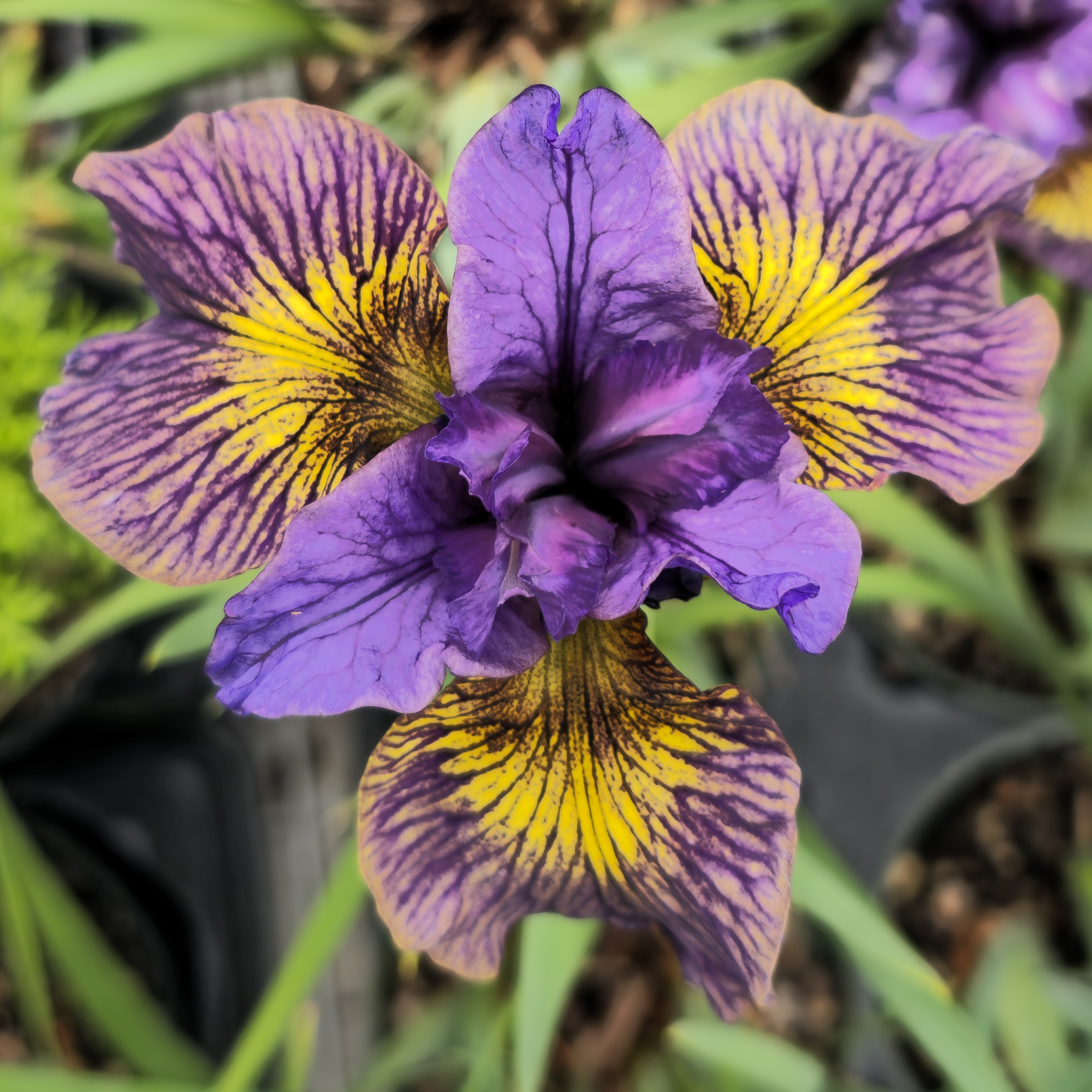 Purring Tiger Siberian Iris
