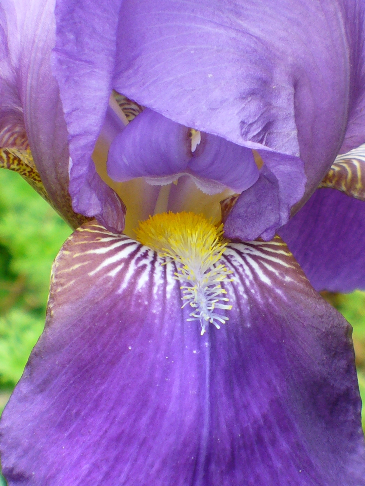 Bobbie's Old Fashioned Purple Bearded Iris, German Iris - Silver or ...