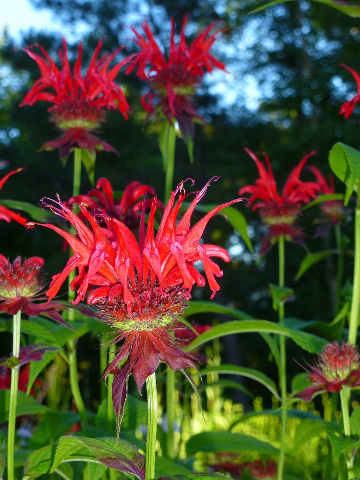 Jacob Cline Scarlet Bee Balm, Monarda, Oswego Tea, Bergamot