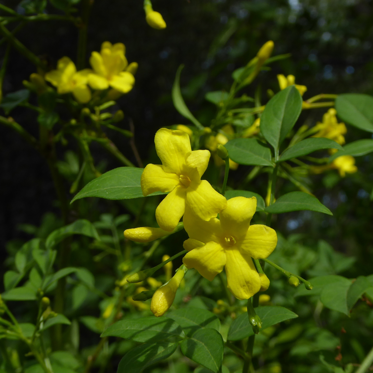 Italian Jasmine, Yellow Jasmine, Himalayan Jasmine