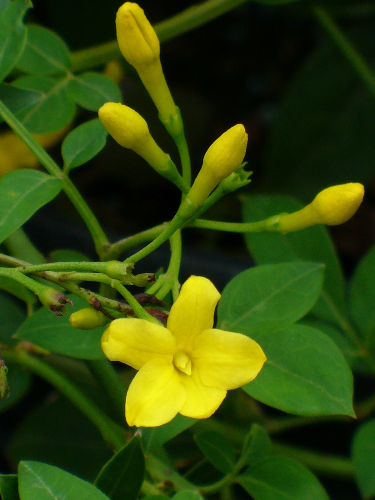 Italian Jasmine, Yellow Jasmine, Himalayan Jasmine