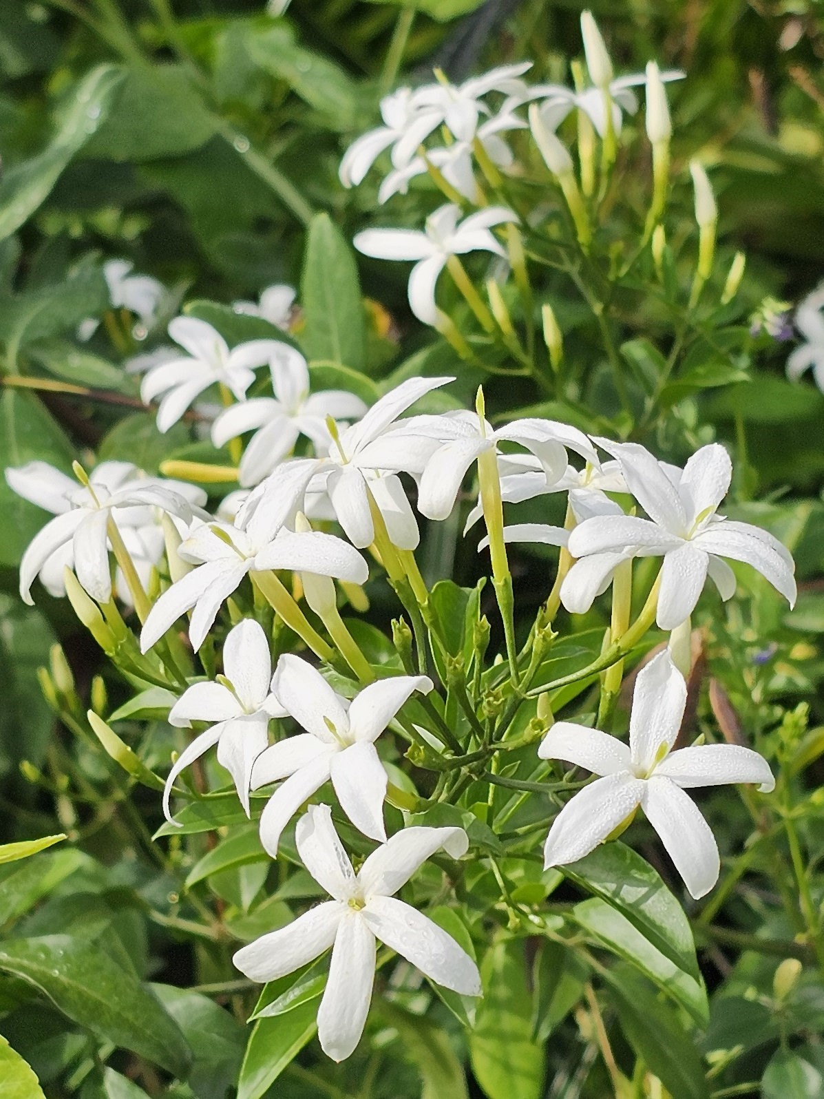Twisted Jasmine, African Jasmine, Perfume Jasmine