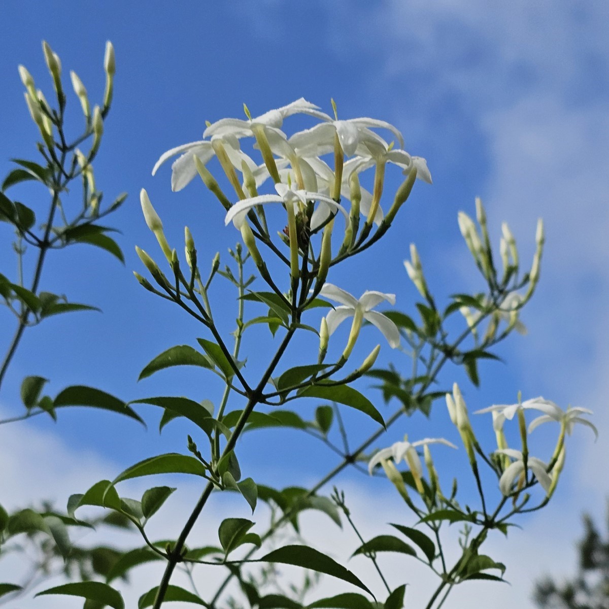 Twisted Jasmine, African Jasmine, Perfume Jasmine