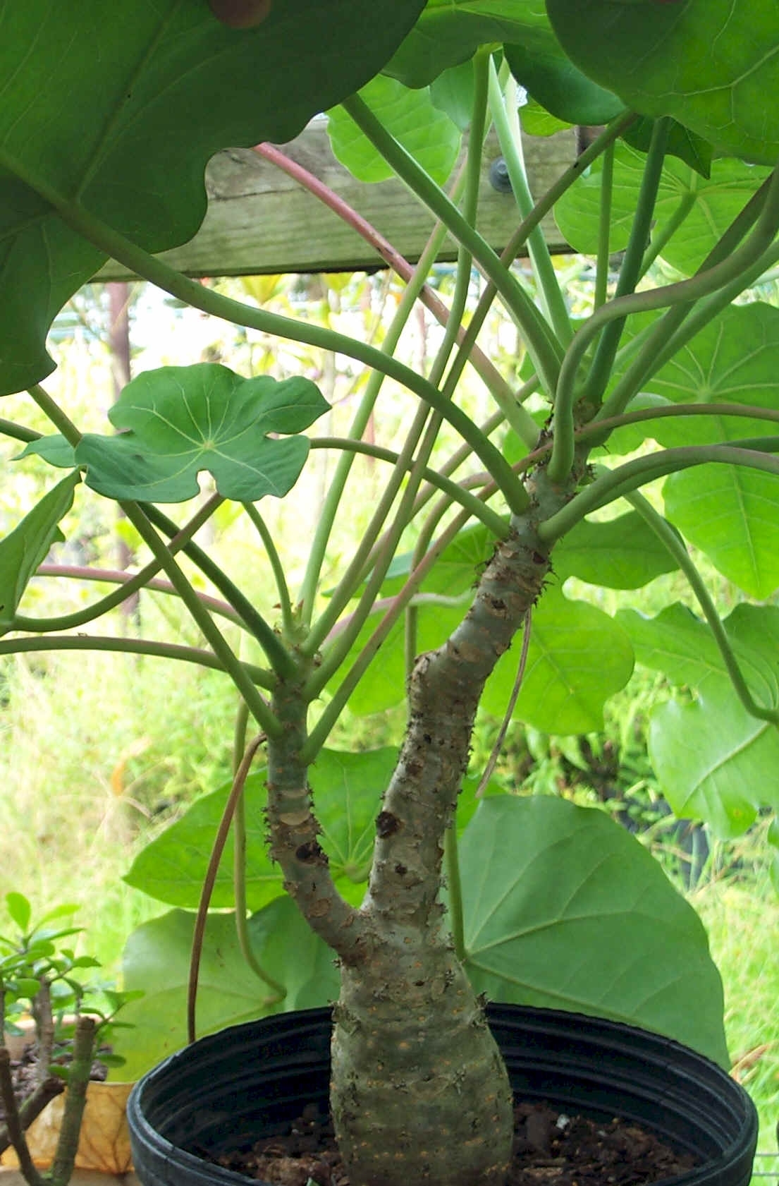 Buddha's Belly Bush, Bottle Plant, Gout Plant, Coral Plant