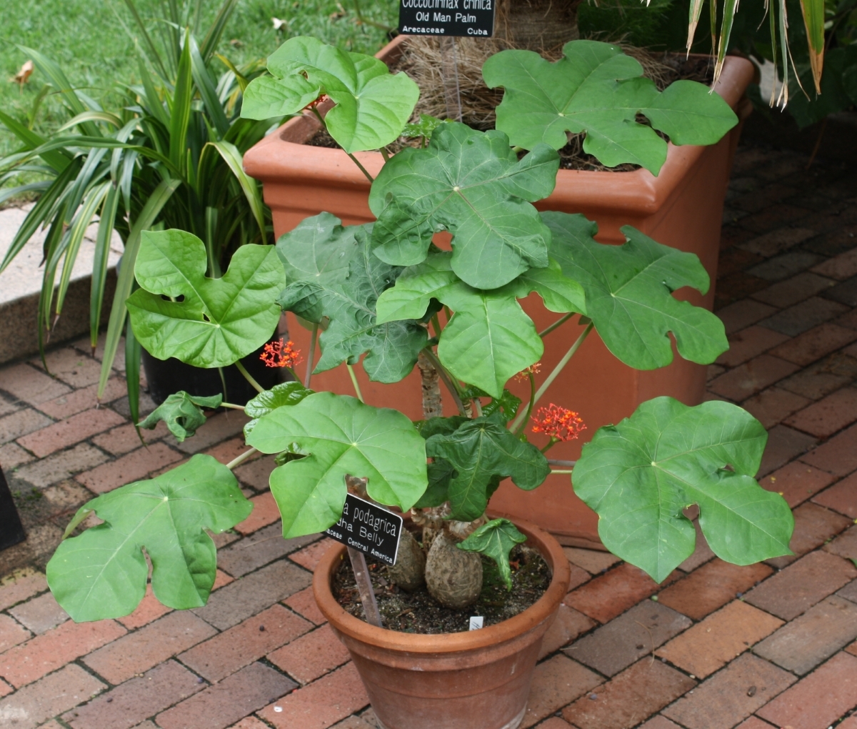 Buddha's Belly Bush, Bottle Plant, Gout Plant, Coral Plant