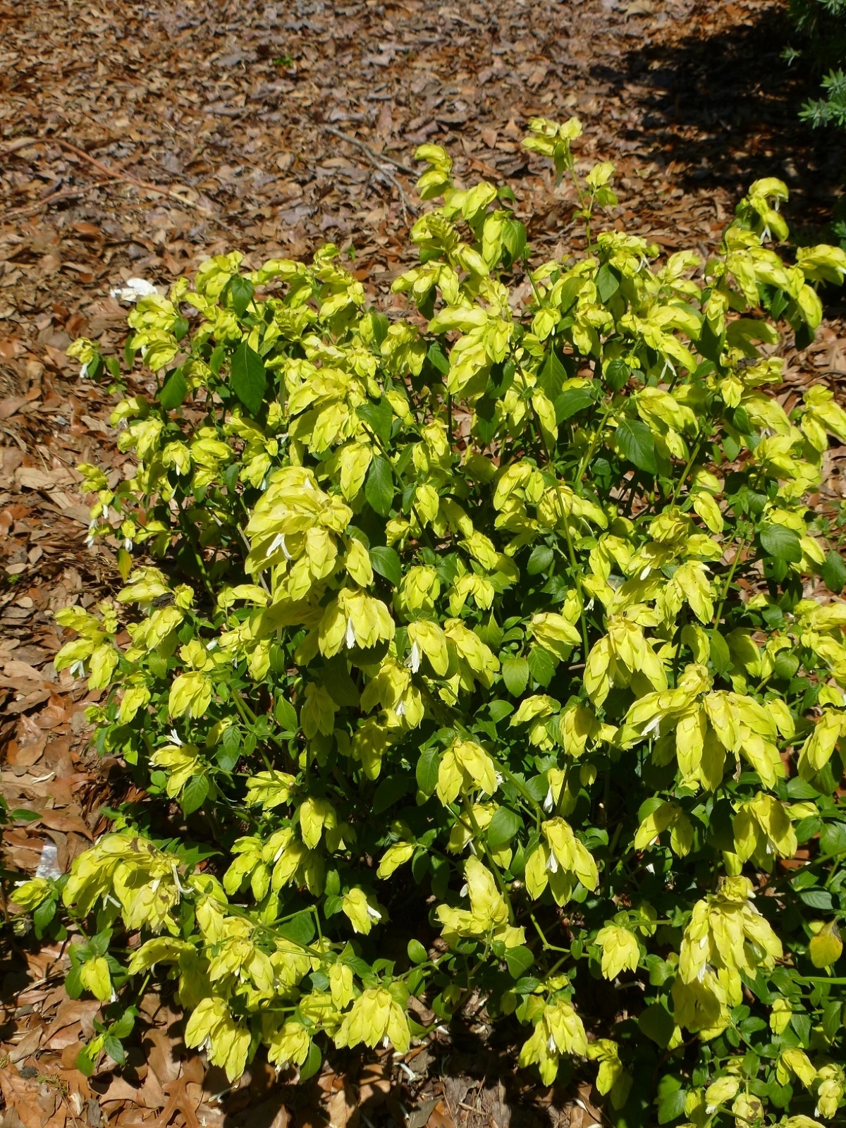 Yellow Queen Shrimp Plant, Chartreuse Shrimp Plant, Shrimp Bush, False Hope