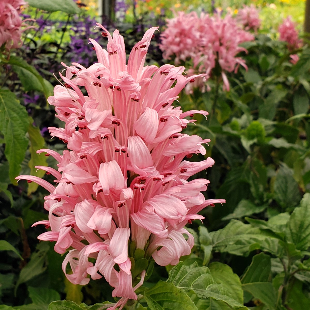 Pink Jacobinia, Brazilian Plume