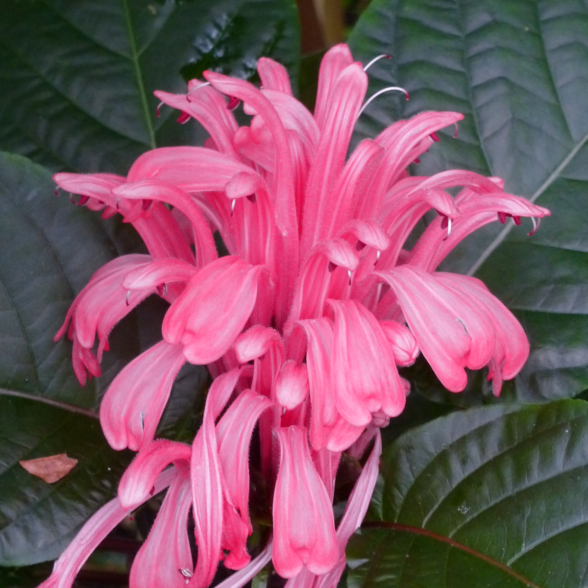 Pink Jacobinia, Brazilian Plume