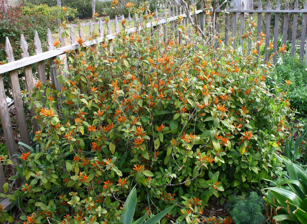 Spicy Justicia, Mexican Honeysuckle, Orange Plume Flower, Muicle, Mohintli, Firecracker Flower