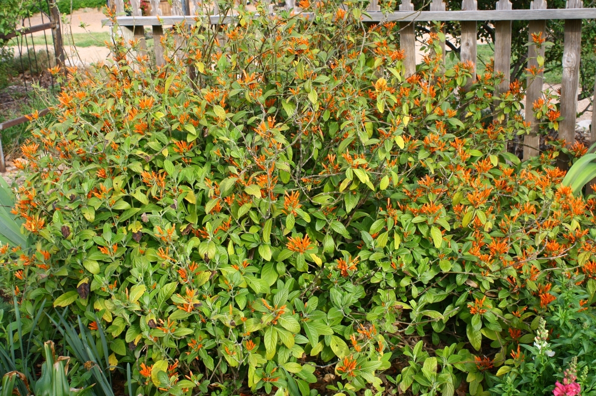 Spicy Justicia, Mexican Honeysuckle, Orange Plume Flower, Muicle, Mohintli, Firecracker Flower