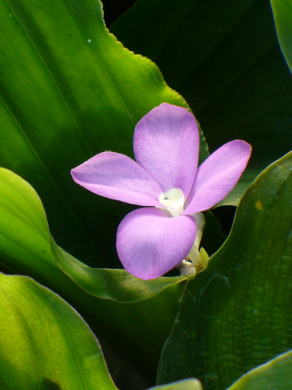 Peacock Ginger, Resurrection Lily