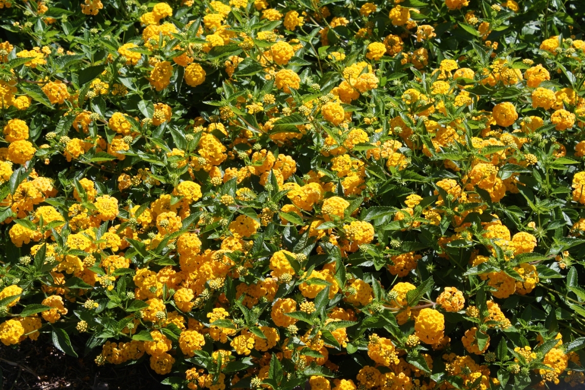 New Gold Lantana