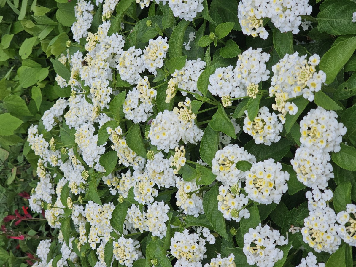 Bloomify™ White Lantana