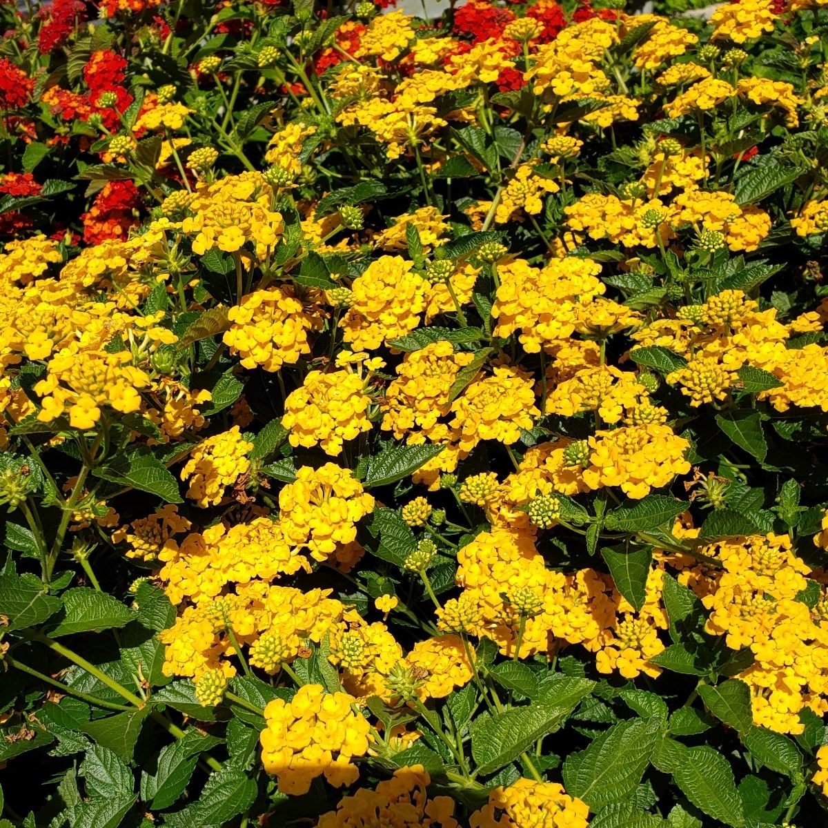 Chapel Hill Gold Lantana