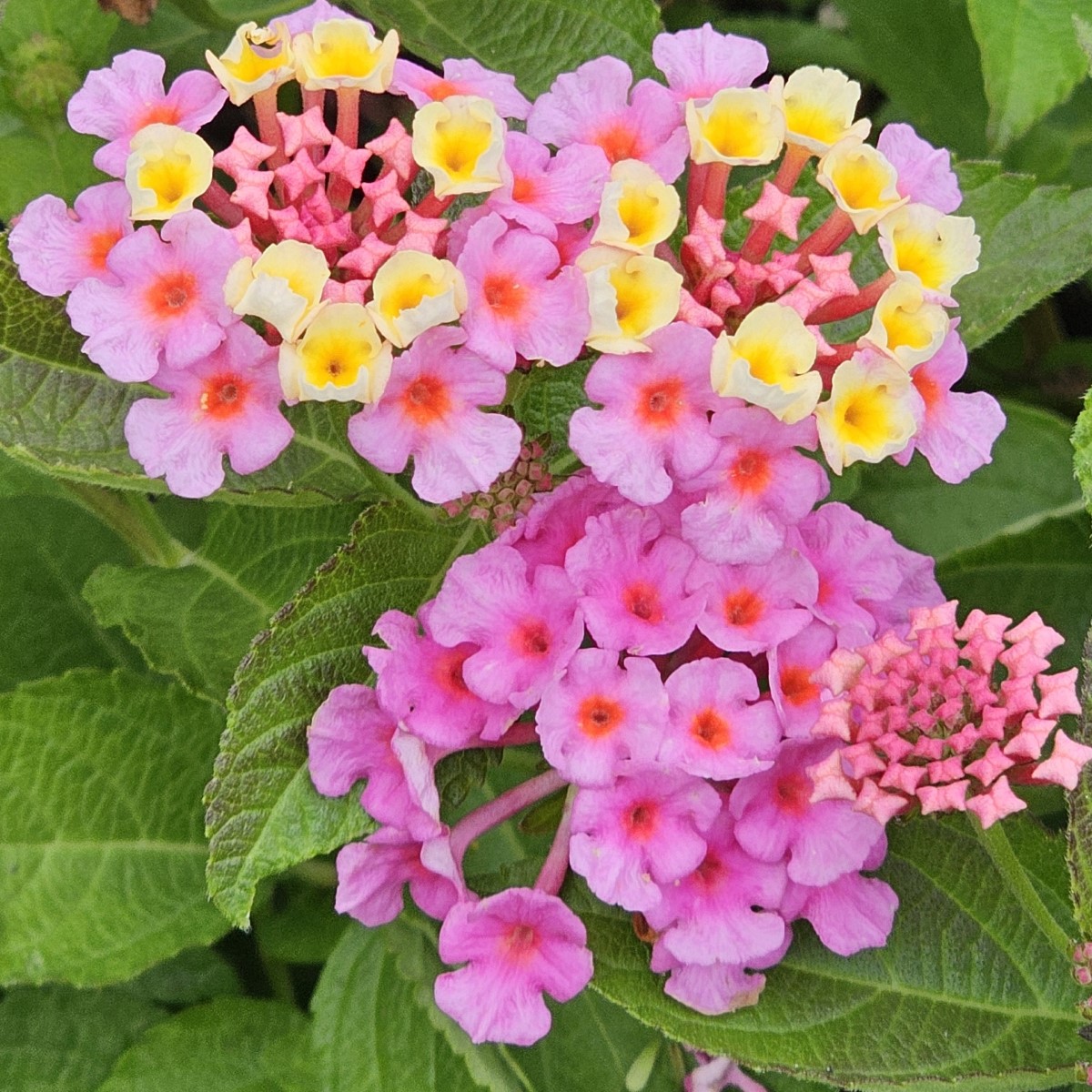 Landscape Bandana Pink Lantana - Tropical Plants - Almost Eden