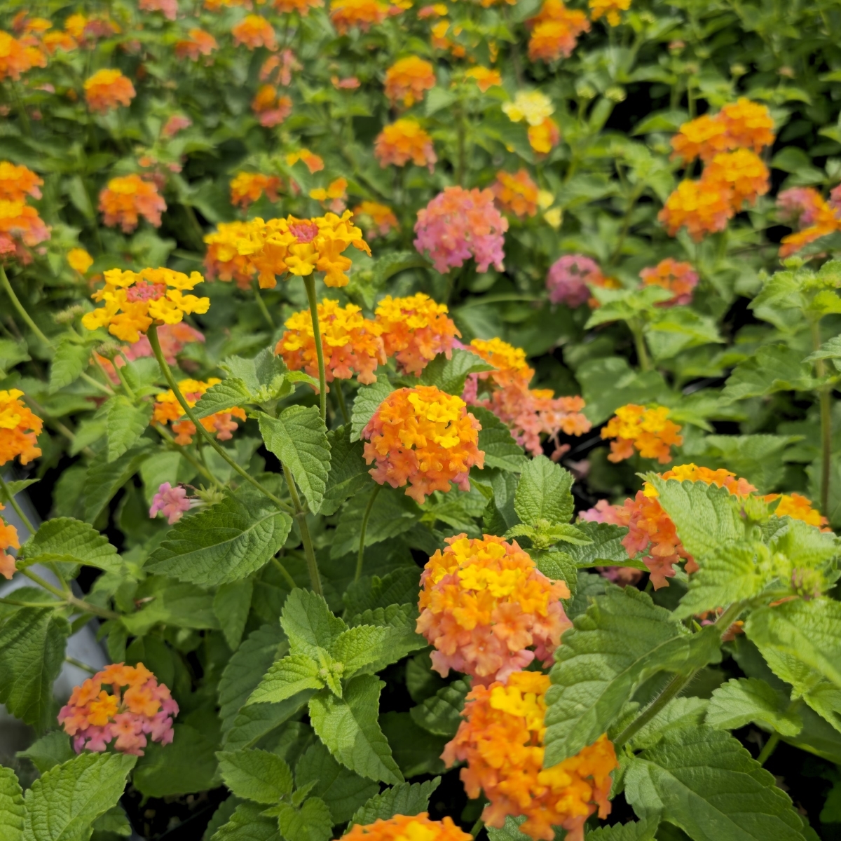 Miss Huff Hardy Lantana
