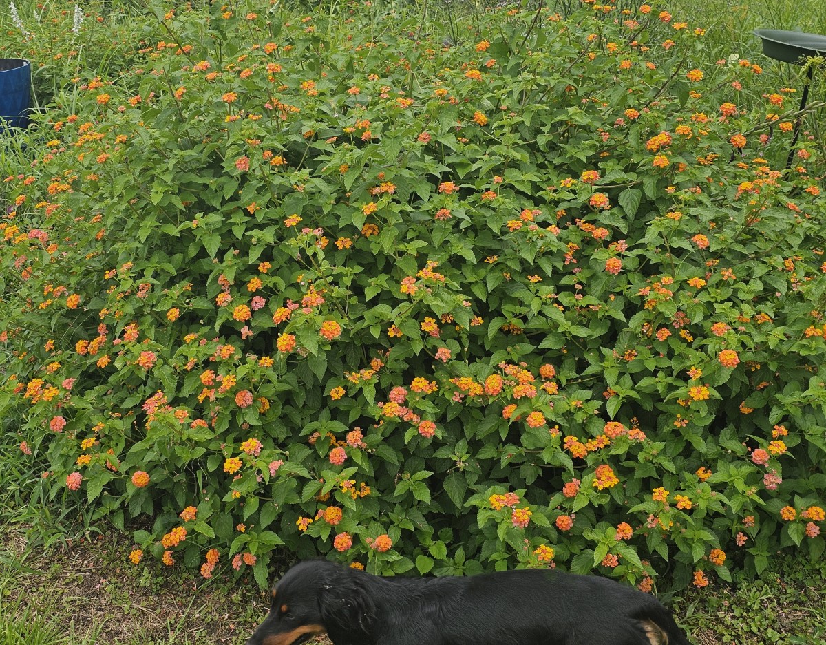 Miss Huff Hardy Lantana