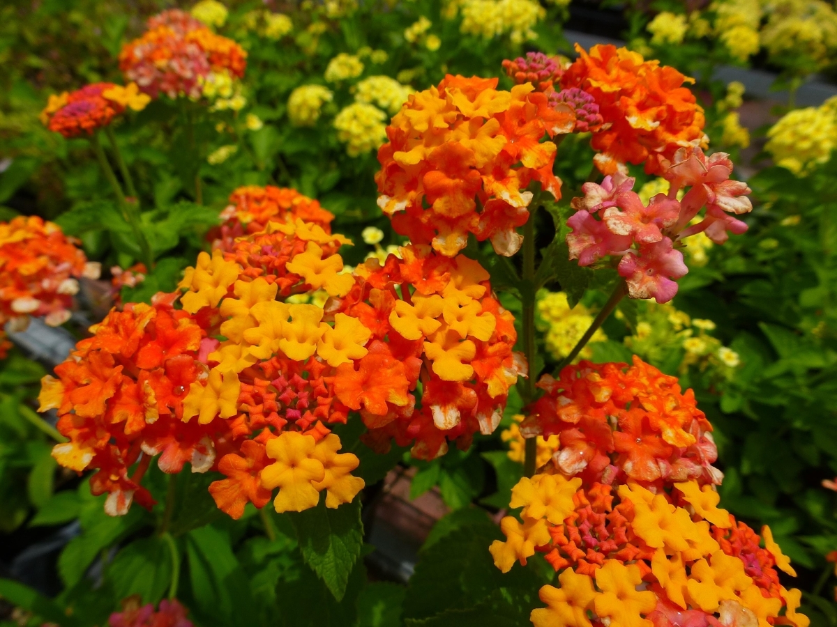 Miss Huff Hardy Lantana