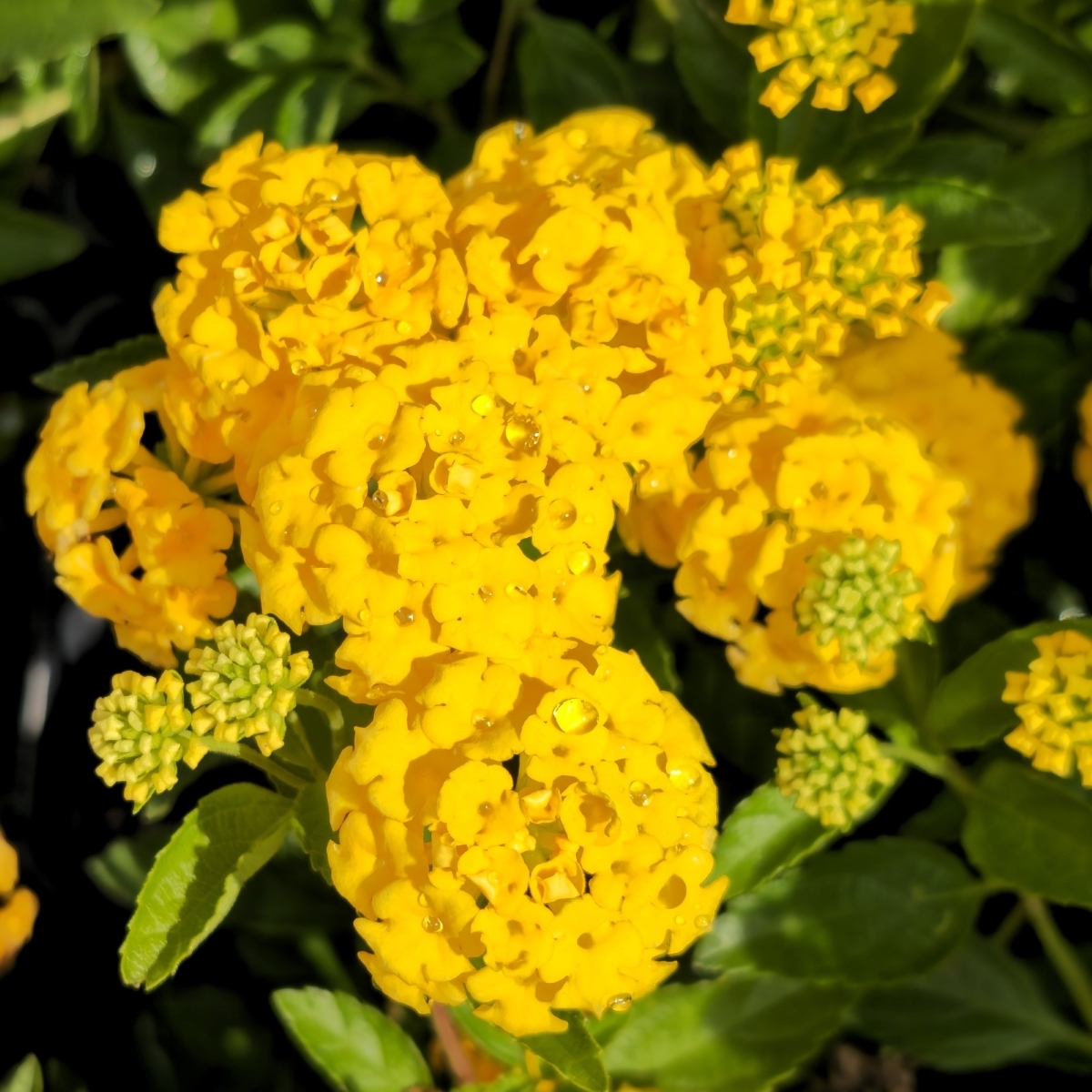 New Gold Lantana