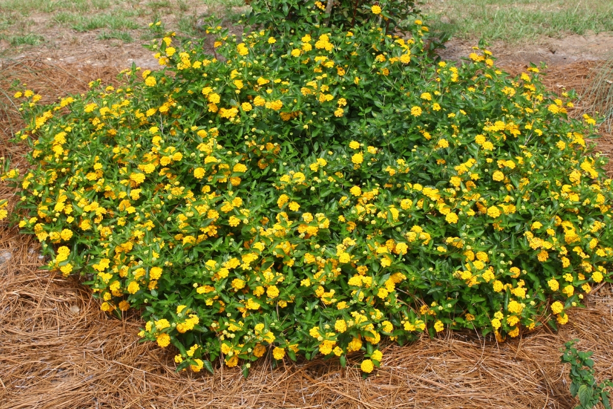 New Gold Lantana