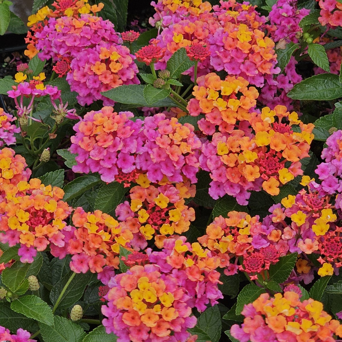 Passion Fruit Lantana